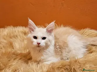 Maine Coon cats Maine Coons Kittens, *1 polydactil available* - Advert 13