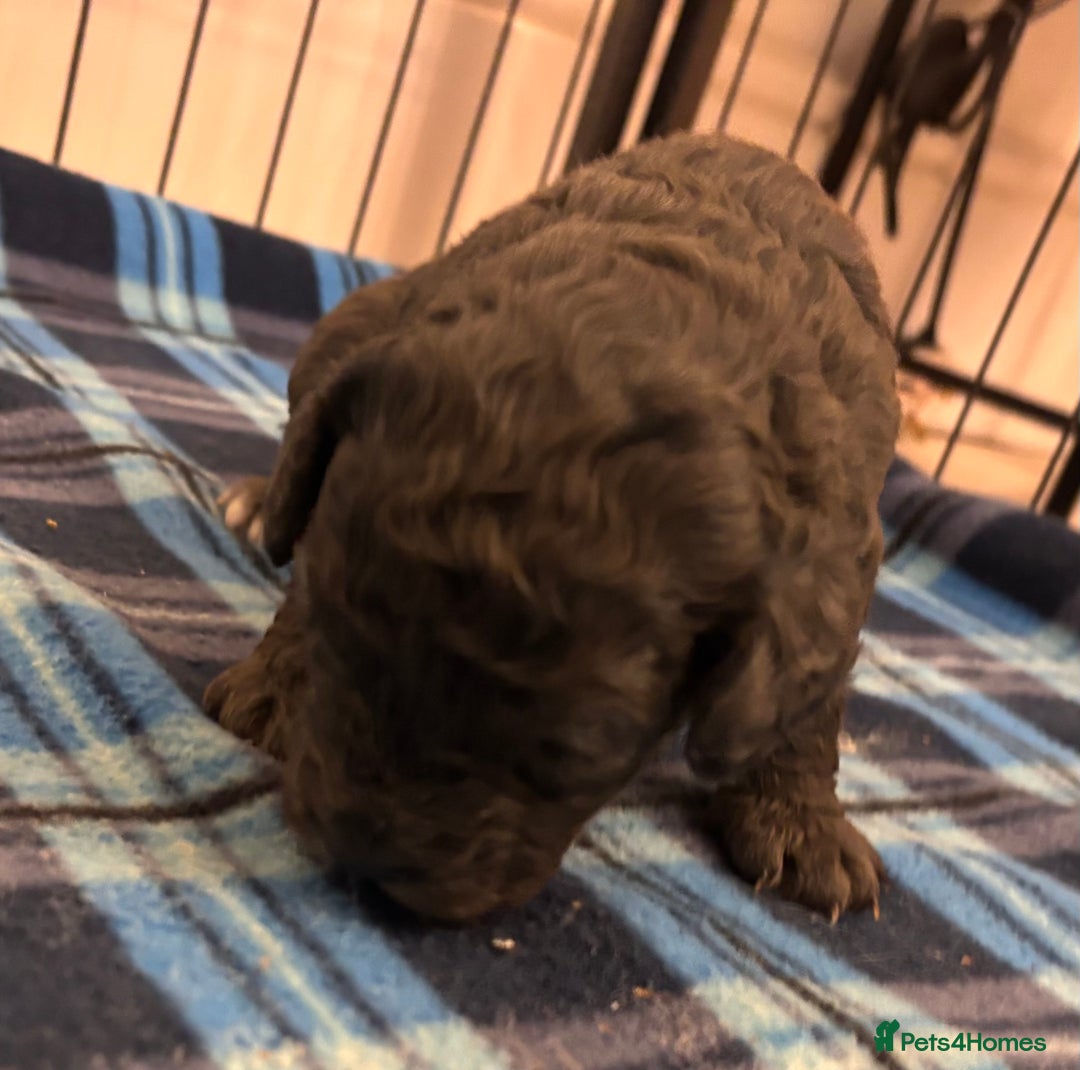 Cockapoo dogs for sale: F2 Cockapoo Puppies - Advert 20