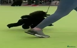 Toy Poodle dogs for stud: Show toy poodle stud - Image 2