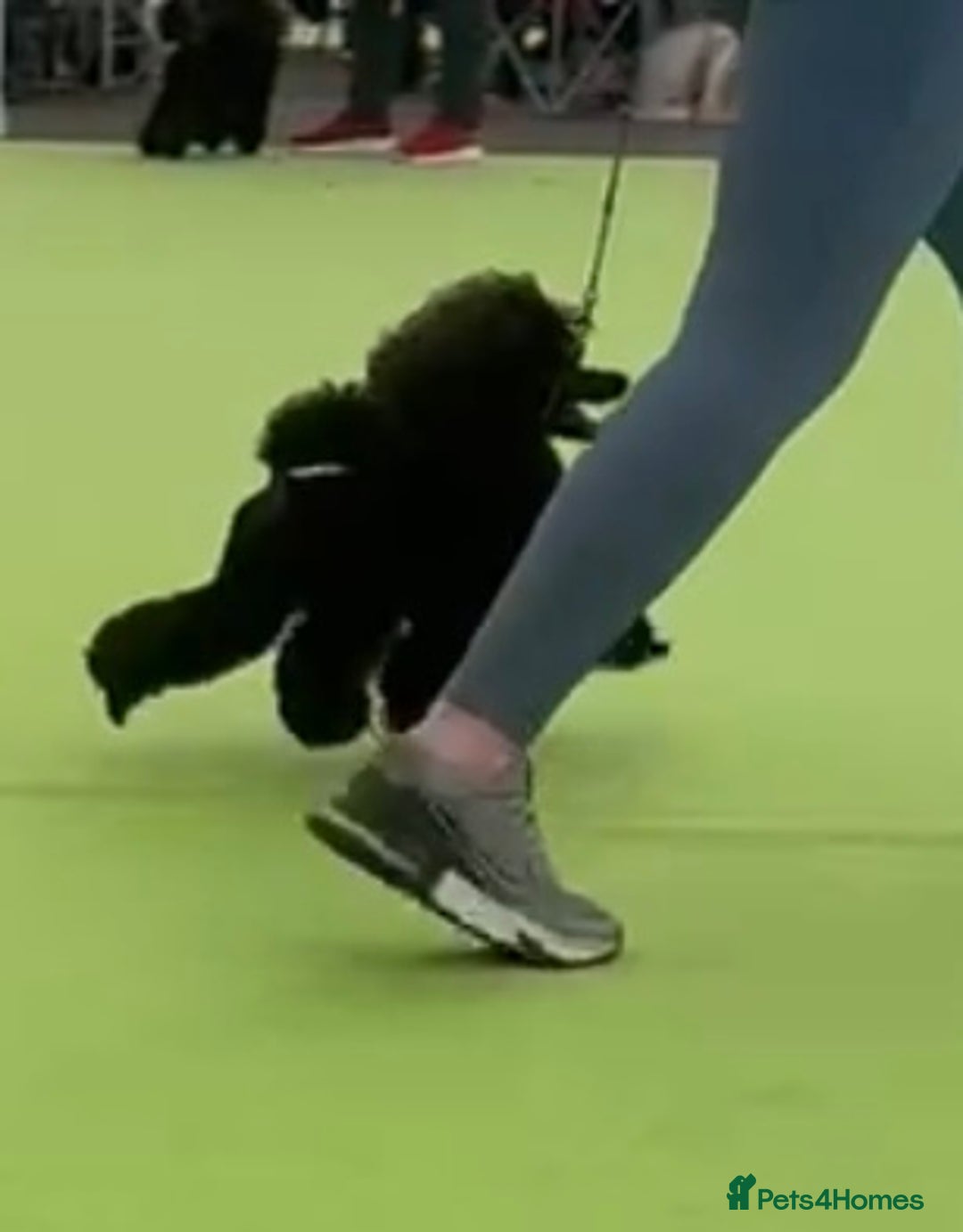Toy Poodle dogs for stud: Show toy poodle stud - Image 2