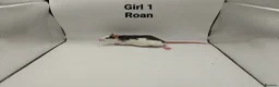 Rat rodents for sale: April Rats! (7 Boys & 5 Girls Left) - Advert 11