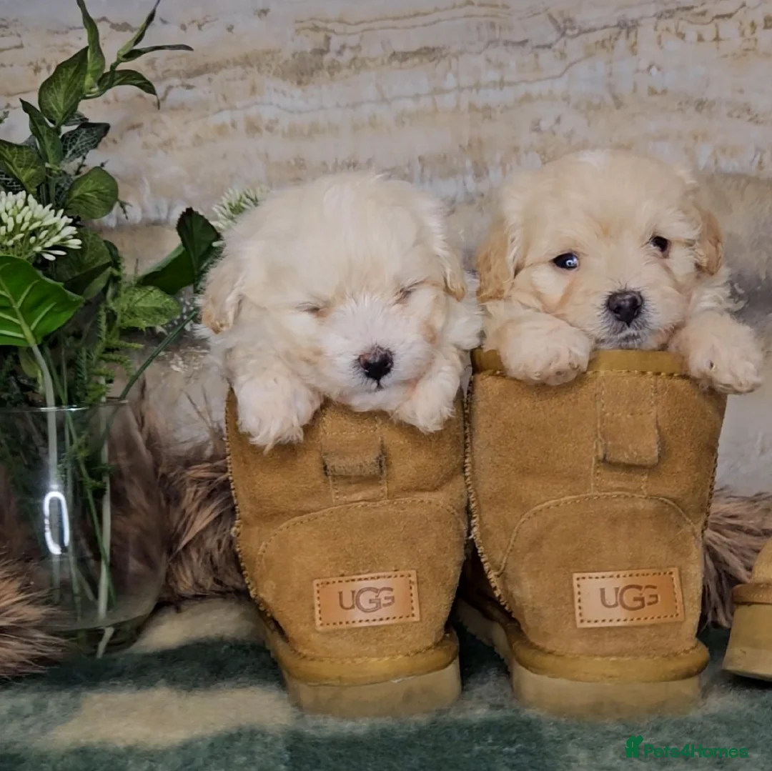 Maltipoo dogs for sale: Exceptional TINY toy🧸 Japanese X Asian Maltipoos - Advert 14