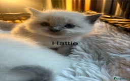 Ragdoll cats for sale: TICA Pedigree Ragdolls 💎✨ - Image 15