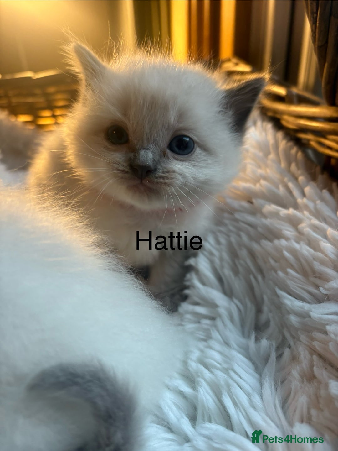 Ragdoll cats for sale: TICA Pedigree Ragdolls 💎✨ - Image 15