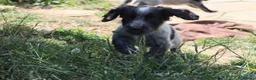 Cocker Spaniel dogs for sale: Working cockers  - Advert 14