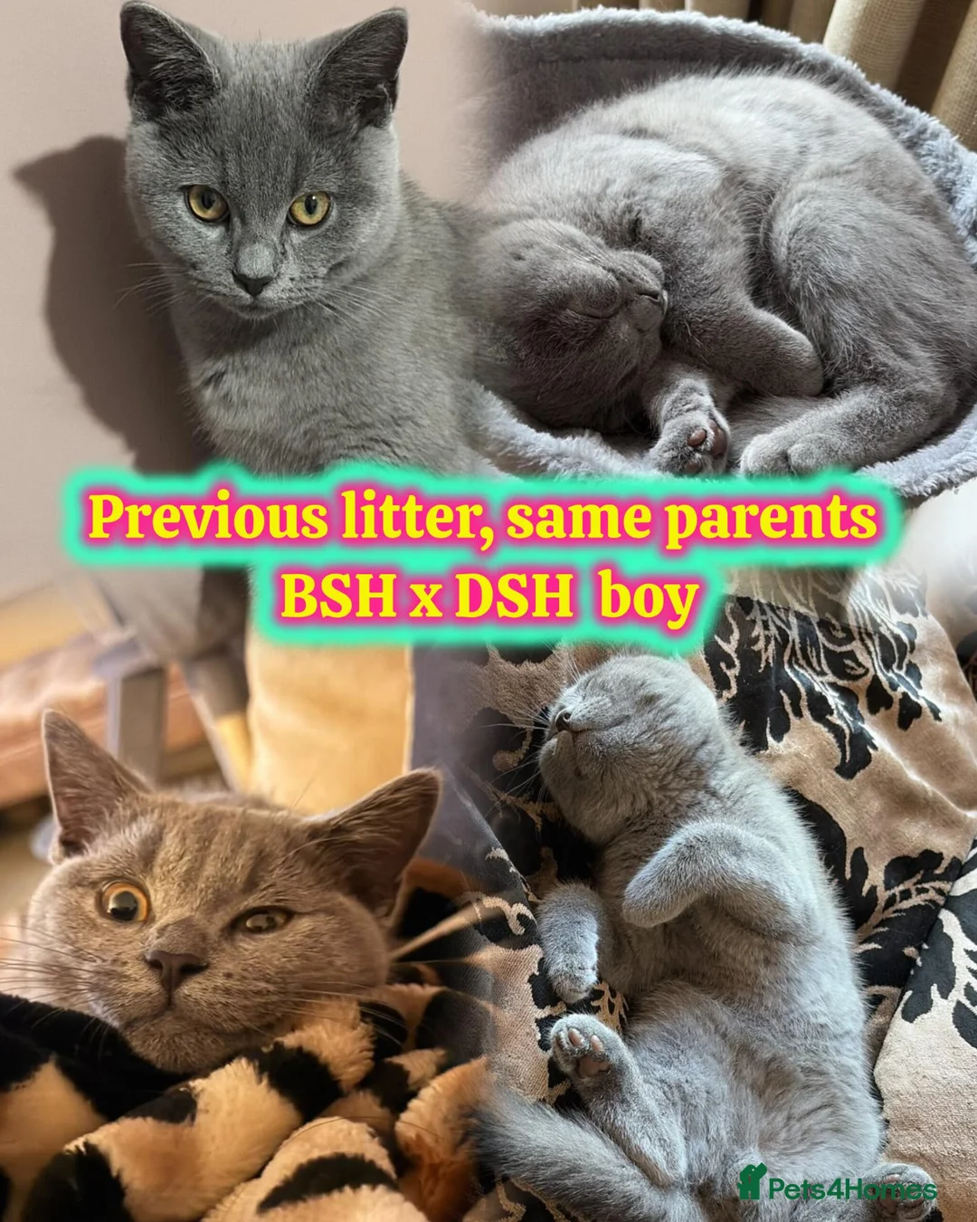 British Shorthair cats for sale: BSH  x DSH  - Advert 2