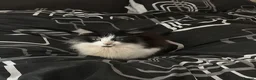Mixed Breed cats for adoption: Gentle Floofy Boy - Advert 3