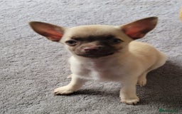 Chihuahua dogs for sale: Boy & girl chihuahua puppies  - Image 17