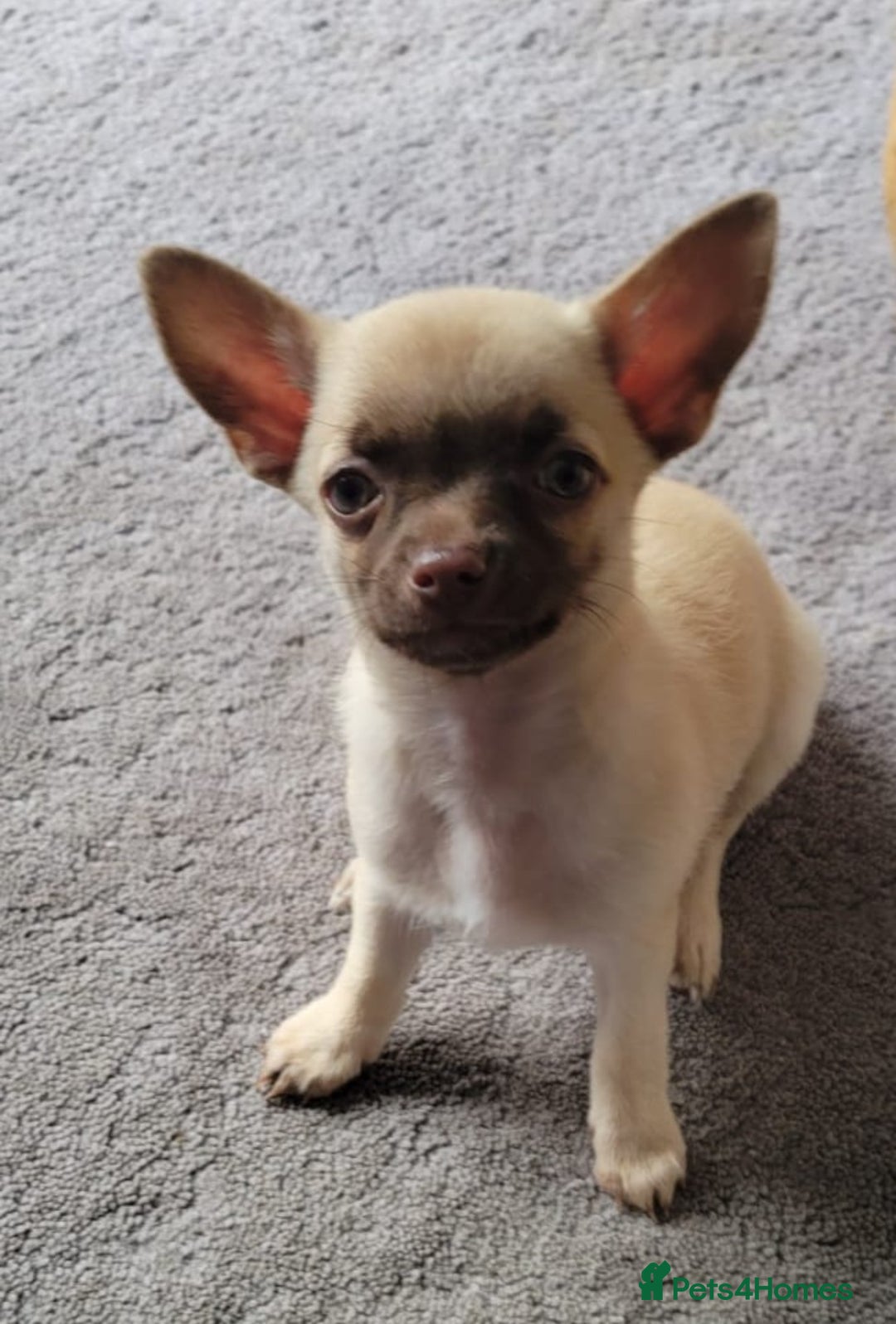 Chihuahua dogs for sale: Boy & girl chihuahua puppies  - Image 17