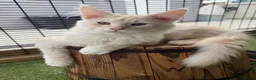 Maine Coon cats for sale: READY TO LEAVE Tica registered Maine Coons  - Advert 2