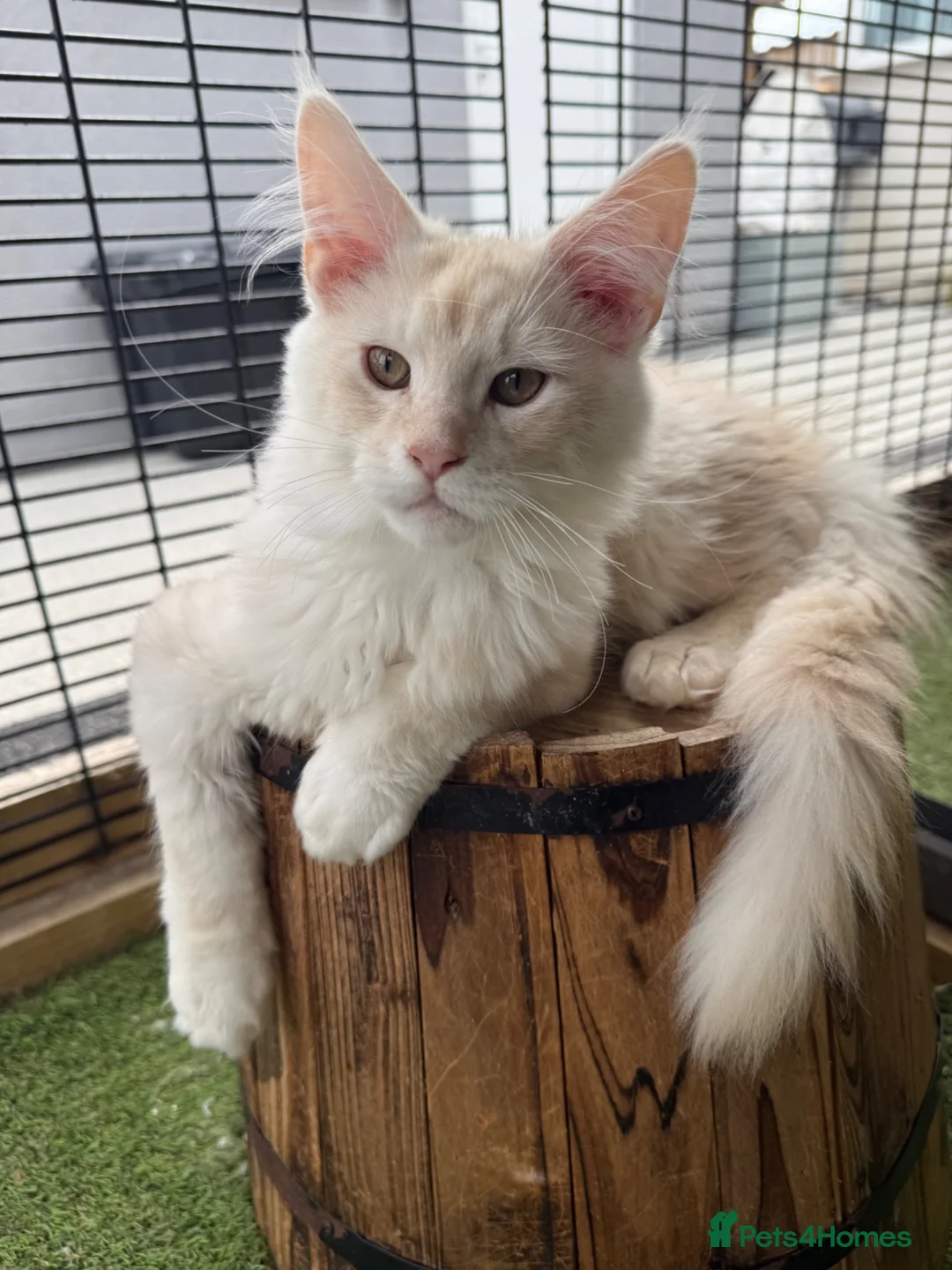 Maine Coon cats for sale: READY TO LEAVE Tica registered Maine Coons  - Advert 2