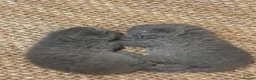 British Shorthair cats for sale: Three British Shorthair kittens - Advert 5