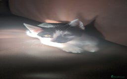 British Shorthair cats for sale: 1 male kitten - Image 4