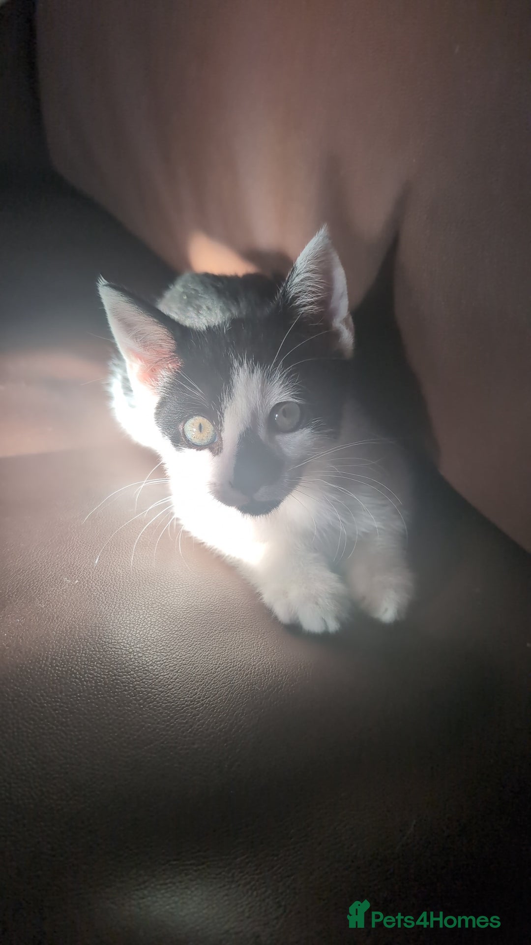 British Shorthair cats for sale: 1 male kitten - Image 4