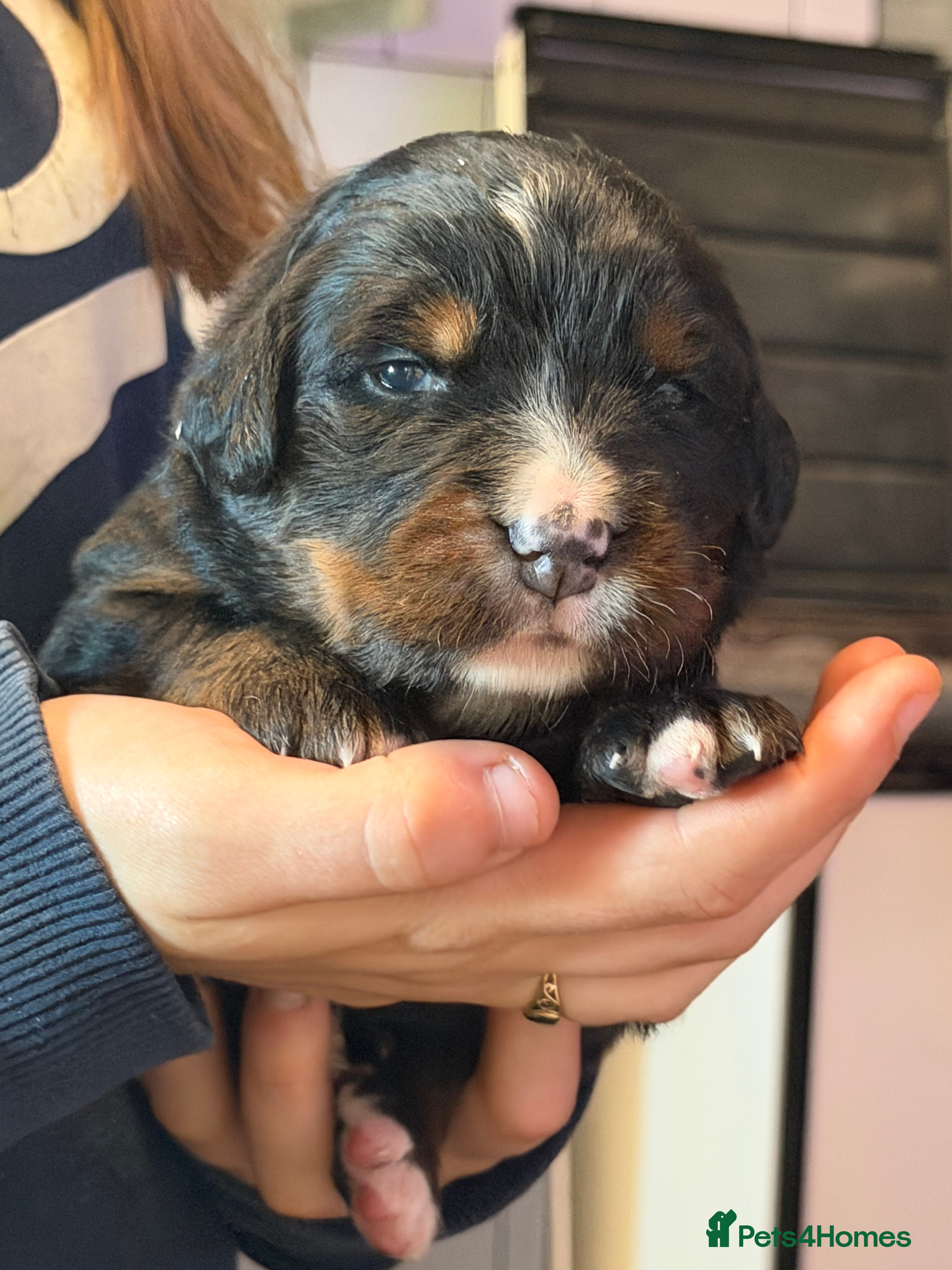 Bernese Mountain Dog dogs for sale: Bernese mountain dog x labernese puppies - Advert 2