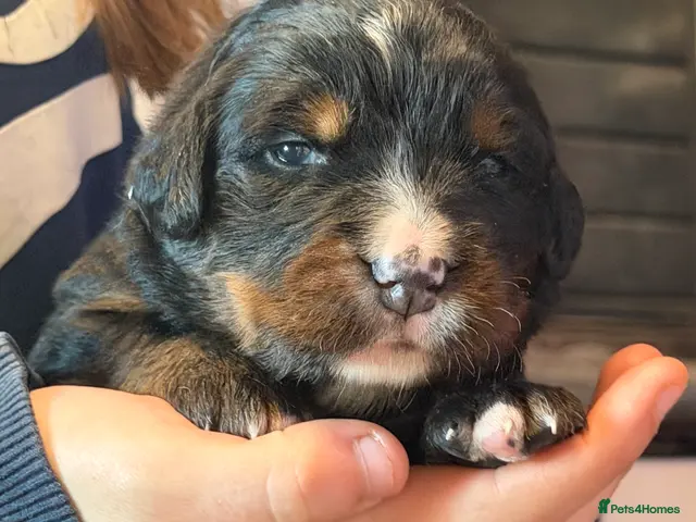 Bernese Mountain Dog dogs for sale: Bernese mountain dog x labernese puppies - Advert 2