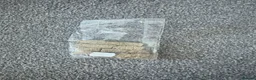 Gerbil rodents for sale: 2 Gerbils and starter set up!  in Birmingham - Advert 16