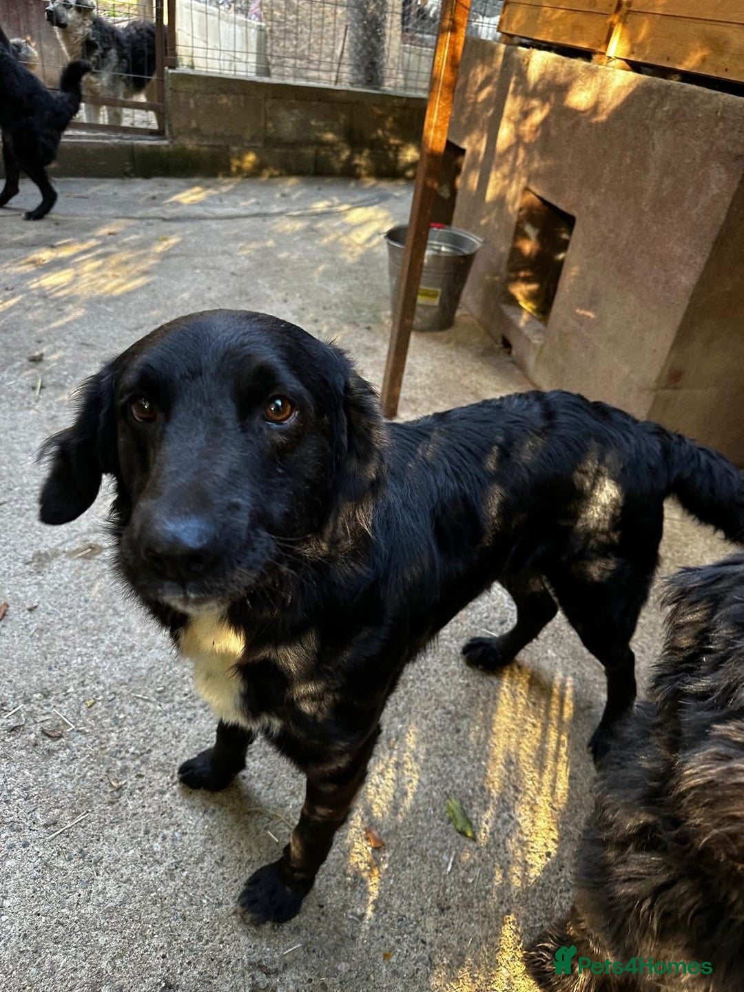 Mixed Breed dogs for adoption: Negrut 💙 - Advert 4