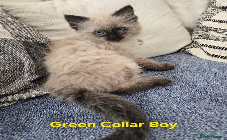 Ragdoll cats - Advert 3