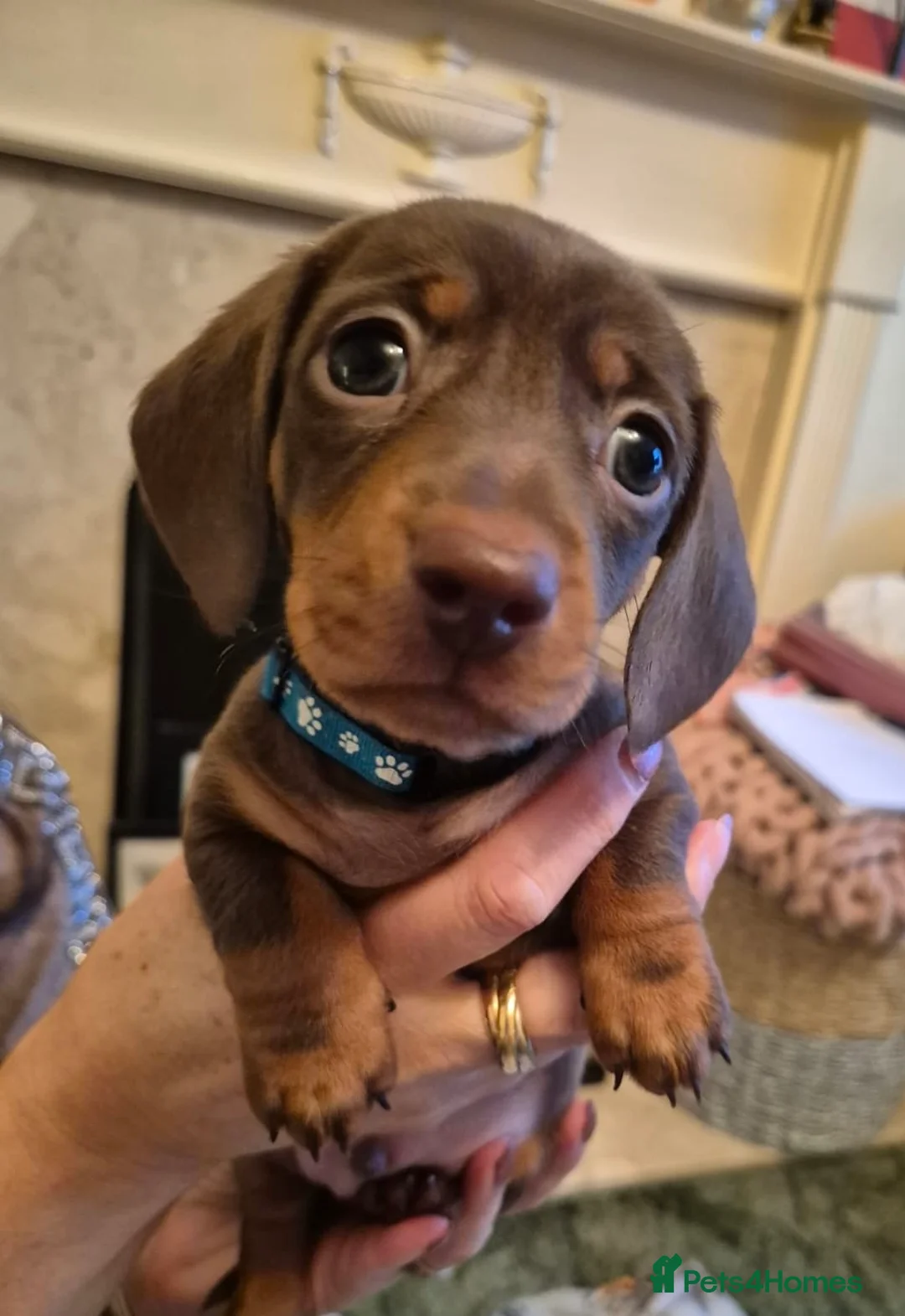 Miniature Dachshund dogs for sale:  Isabella & chocolate & tan Miniature dachshunds  - Advert 16
