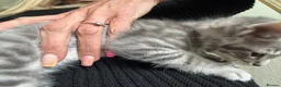 Ragdoll cats for sale: 3 Ragdoll X Tabby kittens. Ready now - Advert 3