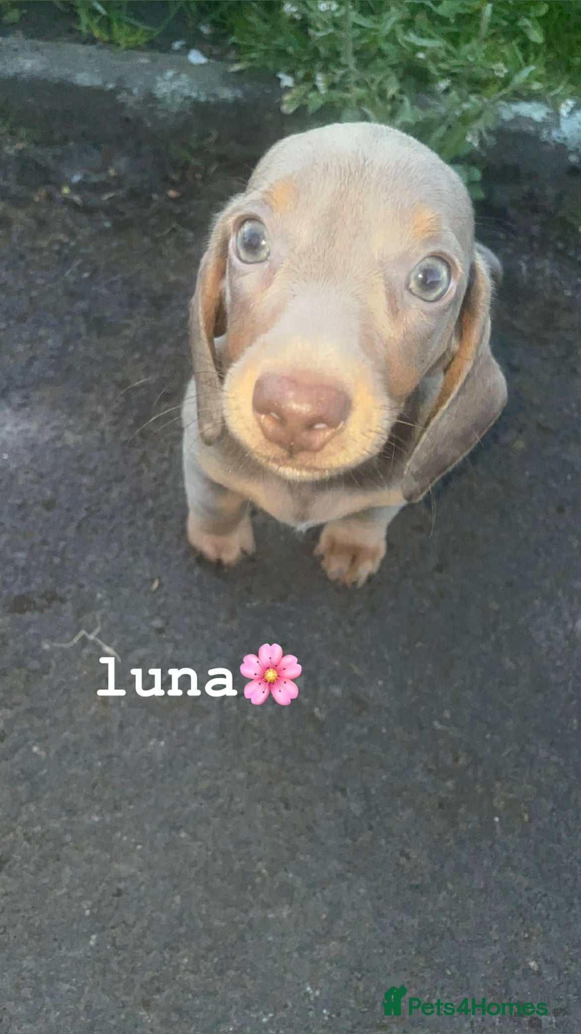 Dachshund dogs Beautiful Dachshund puppies for sale  - Advert 3