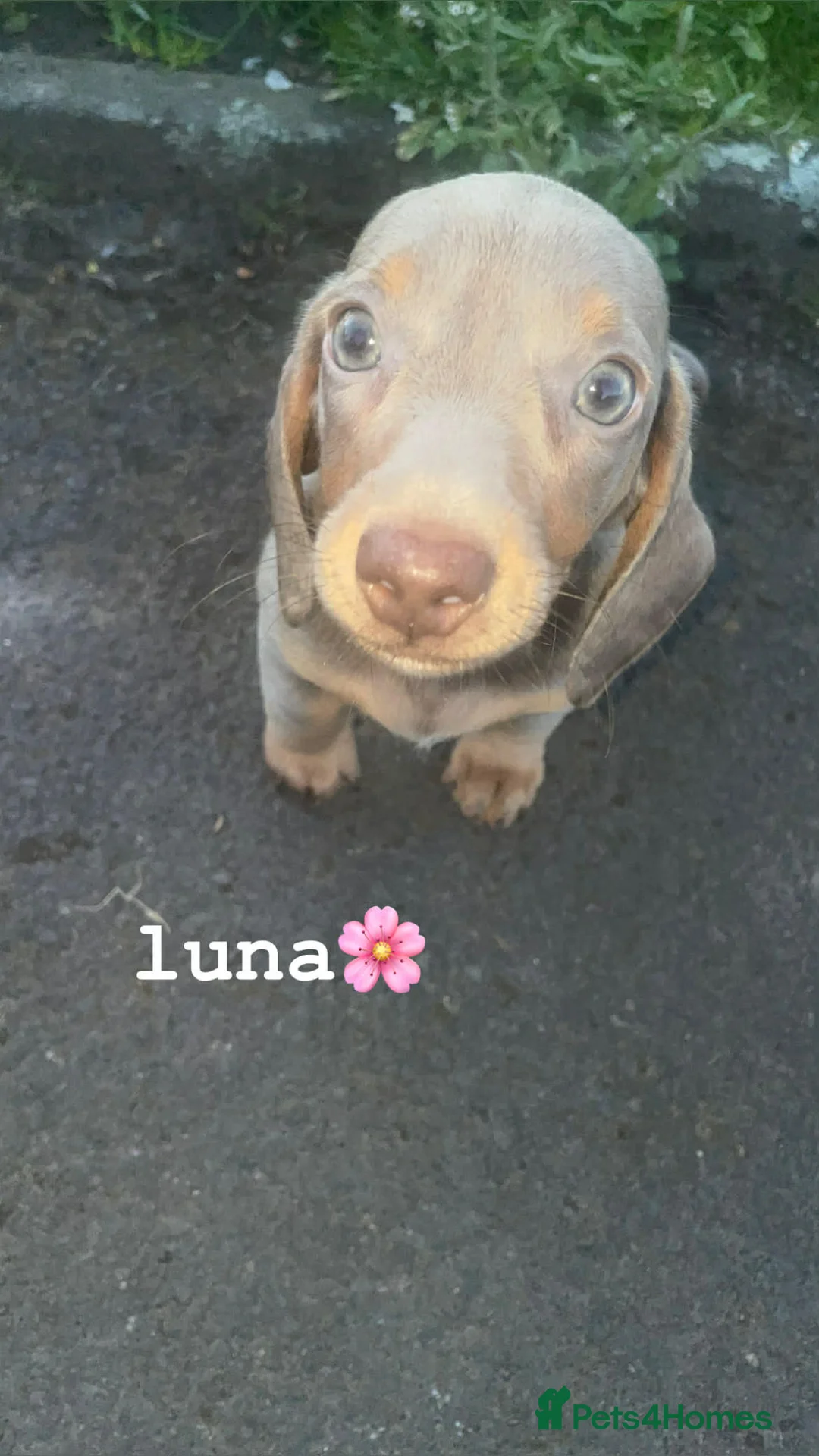 Dachshund dogs for sale: Beautiful Dachshund puppies for sale  - Advert 1