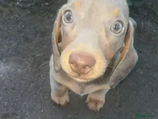 Dachshund dogs Beautiful Dachshund puppies for sale - Advert 3