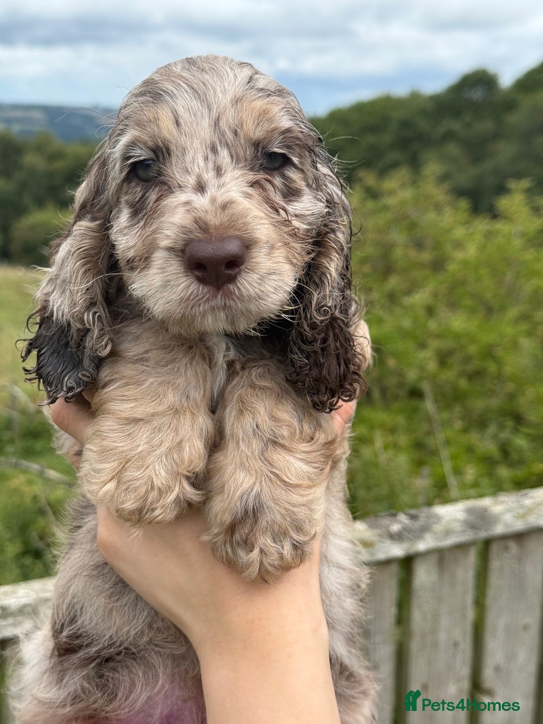 Cockapoo dogs for sale: Choc Merle and Choc Show F1 Cockapoo’s - Image 6