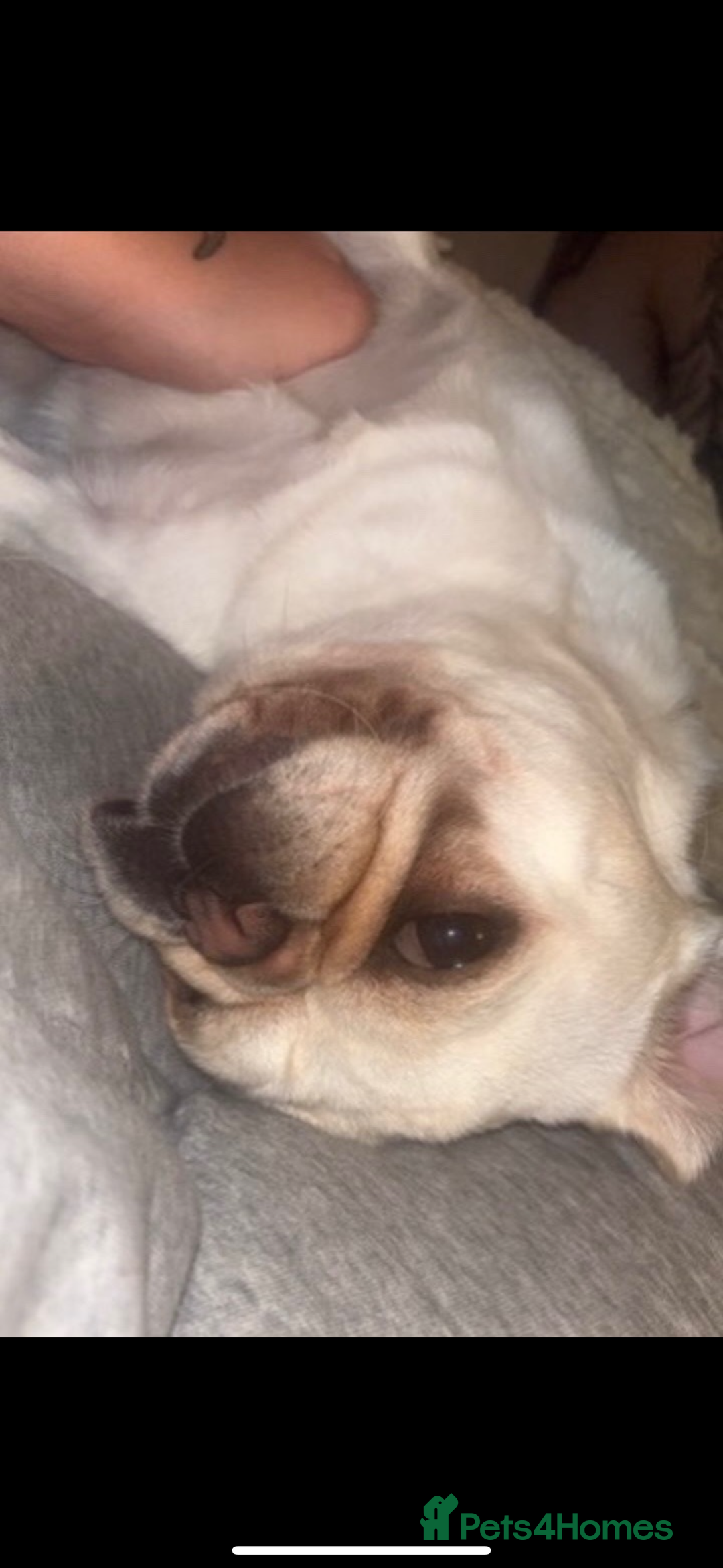 Pug dogs for sale: 3 year old pug  - Advert 4