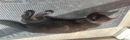 Mixed Breed cats for sale: Beautiful kitties - Advert 8