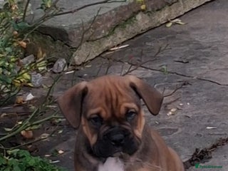 Mixed Breed dogs Beautiful chunky pups last 3 girls remaining - Advert 5