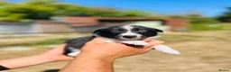 Border Collie dogs for sale: Beautiful collie puppies in Wells - Advert 4