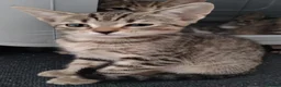 Bengal cats for sale: Bengals  - Advert 4