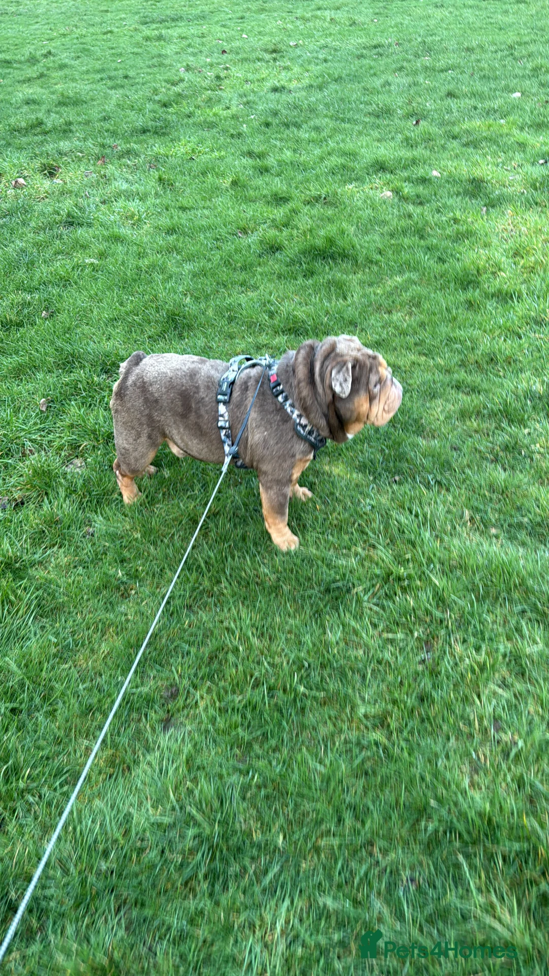 English Bulldog dogs for stud: English bulldog TRUE HEADTURNER  - Advert 1