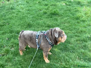 English Bulldog dogs English bulldog TRUE HEADTURNER - Advert 2