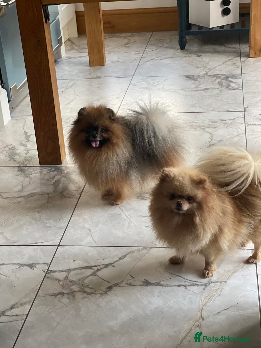Pomeranian dogs for stud: Outstanding  kc Small Compact Orange Stud Boy in Pontefract - Advert 8