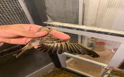 Canaries birds for sale: Canary  - Image 7