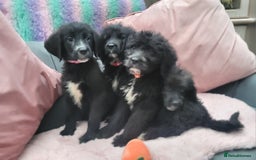 Mixed Breed dogs for sale: St Bernadoodle -READY NOW 🥰 1 Girl remaining 🩷 - Image 9