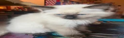 Ragdoll cats for sale: Adorable Ragdolls  - Advert 15