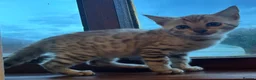 Bengal cats for sale: Seal Mink Male Bengal kittens in Grantham - Advert 5