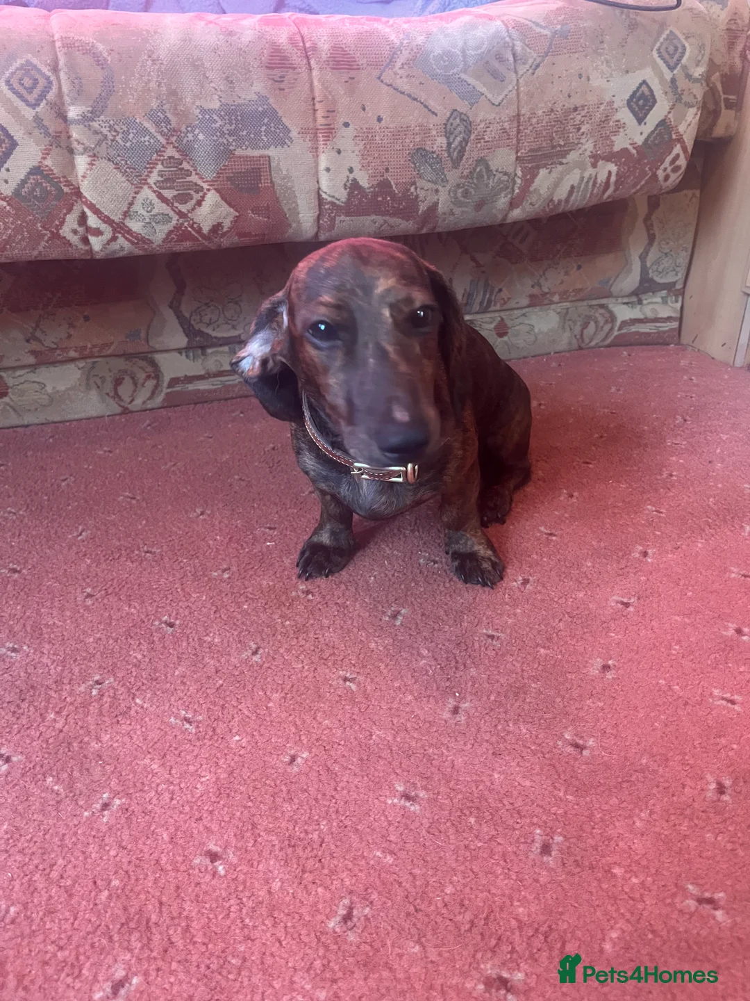 Miniature Dachshund dogs for sale: Miniature datchsund male  - Advert 2
