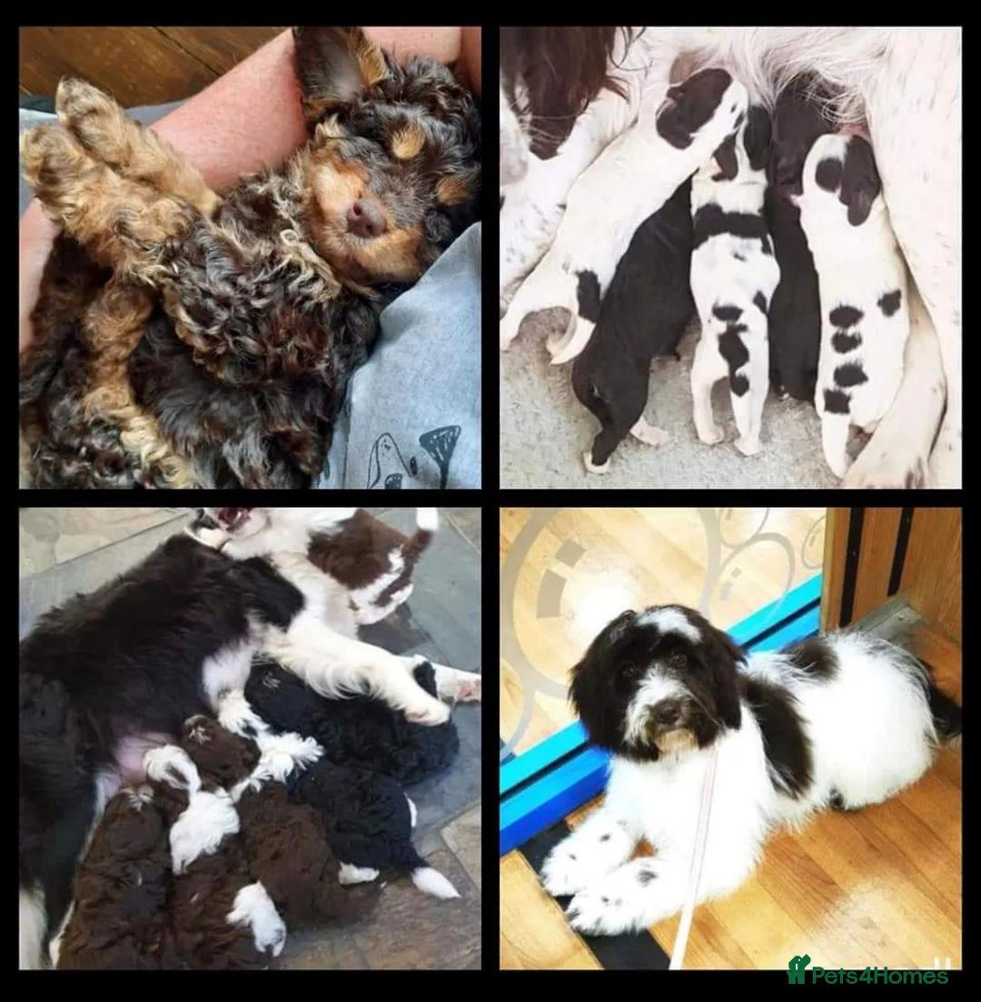 Miniature Poodle dogs for stud: KC miniature poodle, phantom and parti carrier  in Bolton - Advert 4