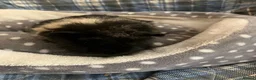 Guinea Pig rodents for sale: Lots of lovely baby girls and boys - Advert 16