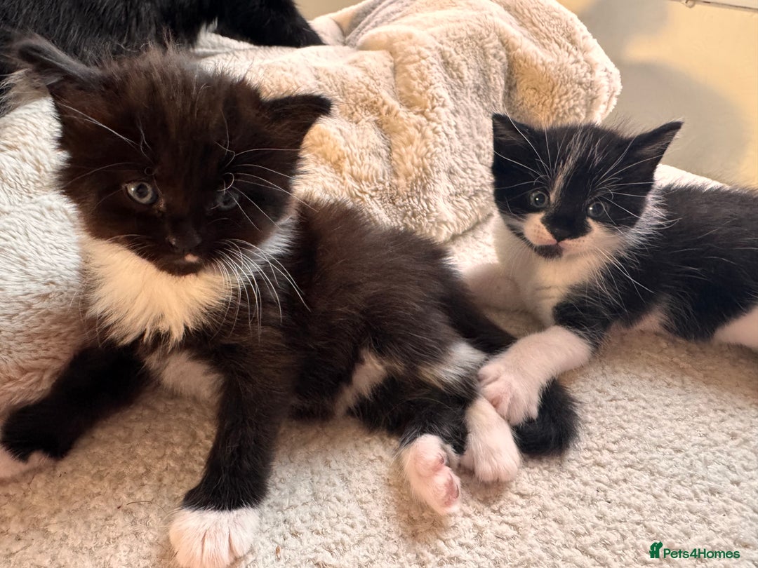 Mixed Breed cats for sale: Two beautiful kittens 🐈‍⬛ - Image 1