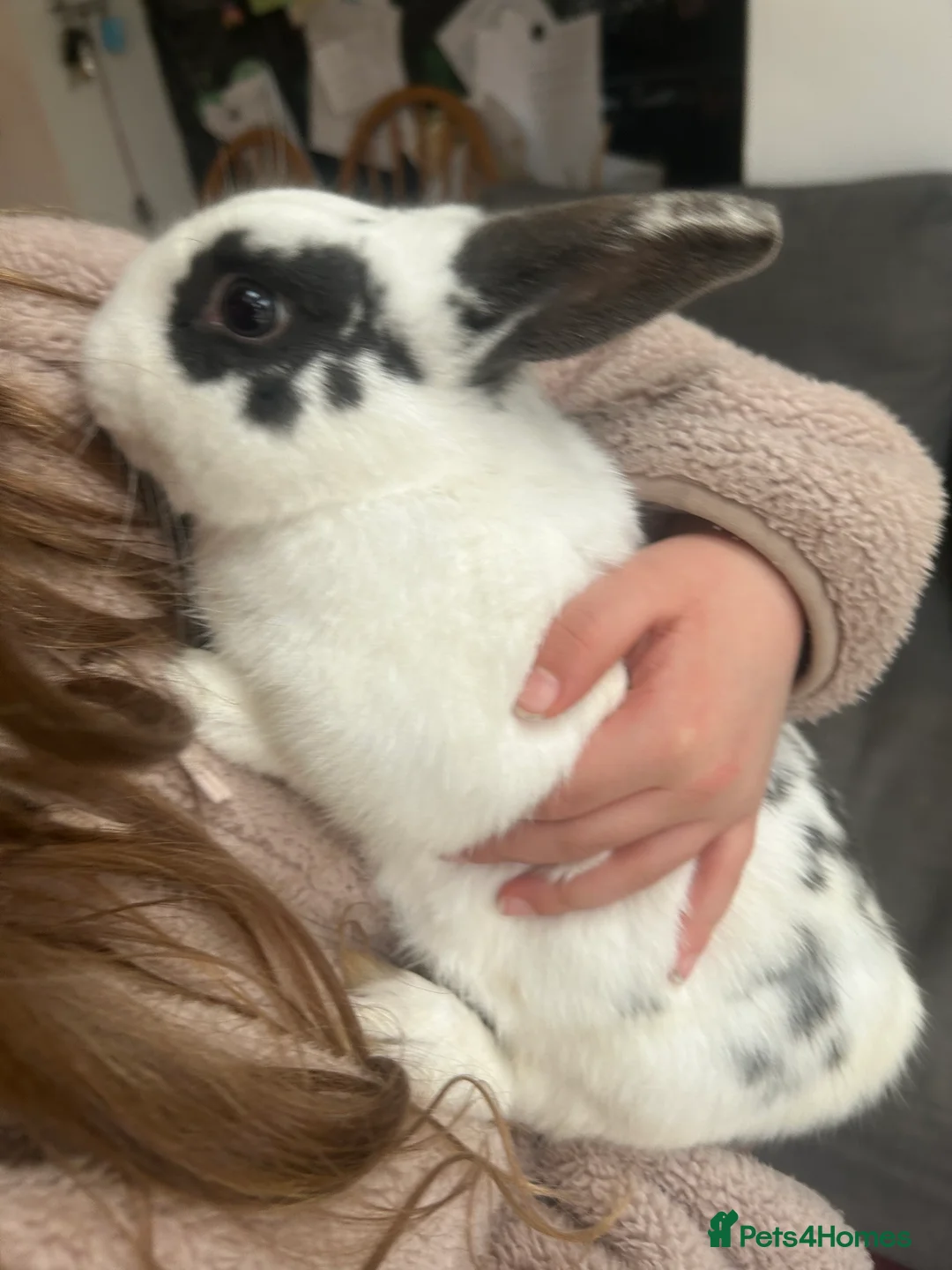English Spot rabbits for sale: Beautiful male English spot - Advert 4