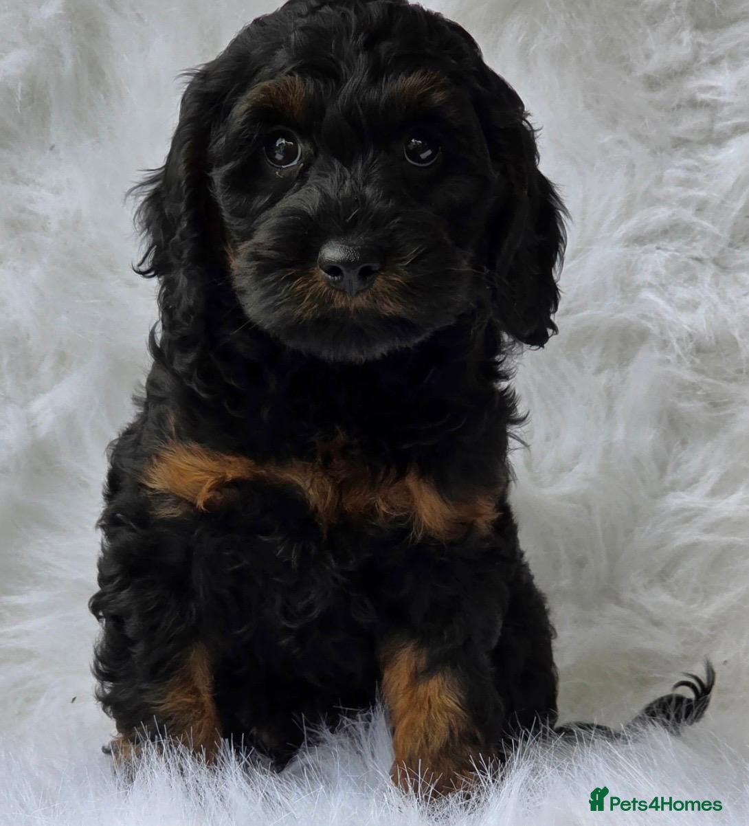 Toy Poodle dogs Toy Poodle Puppies - Advert 20