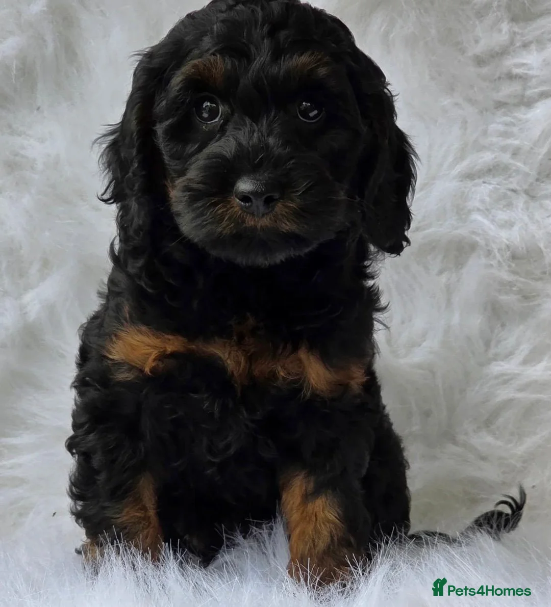 Toy Poodle dogs for sale: Toy Poodle Puppies - Advert 1