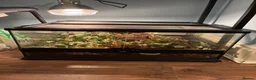 Gecko reptiles for sale: Gargoyle gecko for sale  in Oldham - Advert 2
