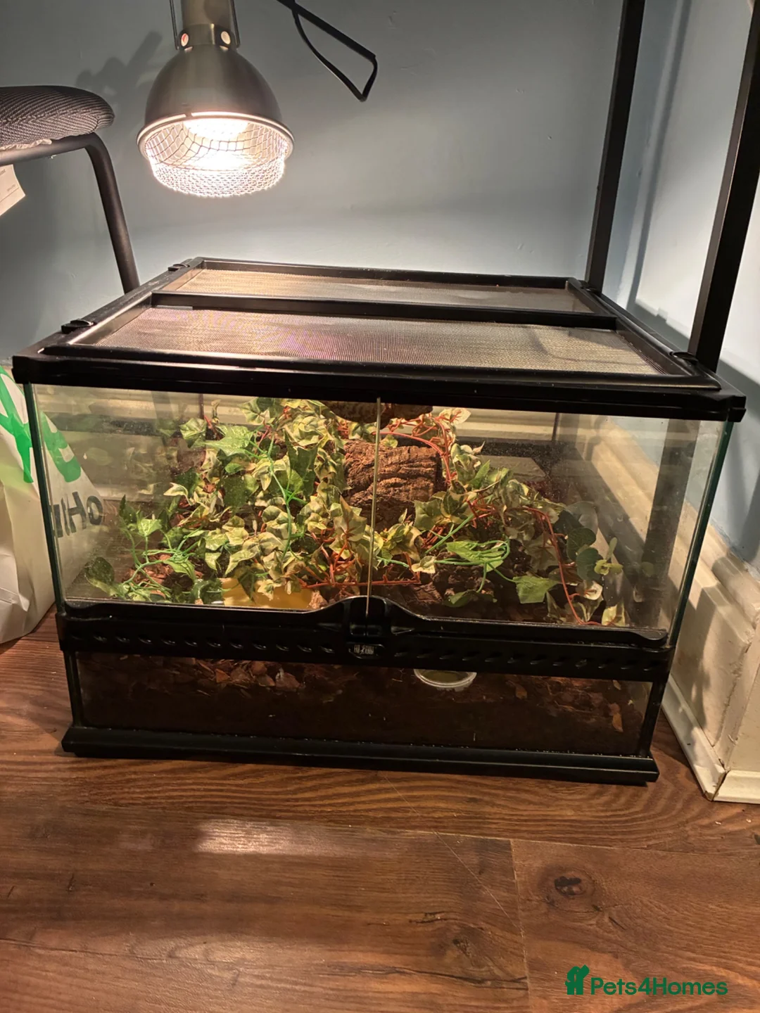 Gecko reptiles for sale: Gargoyle gecko for sale  in Oldham - Advert 2